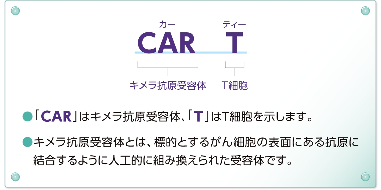 CAR T 「CAR」はキメラ抗原需要体、「T」はT細胞を示します。キメラ抗原受容体とは、標的とするがん細胞の表面にある抗原に結合するように人口的に組み換えられた受容体です。