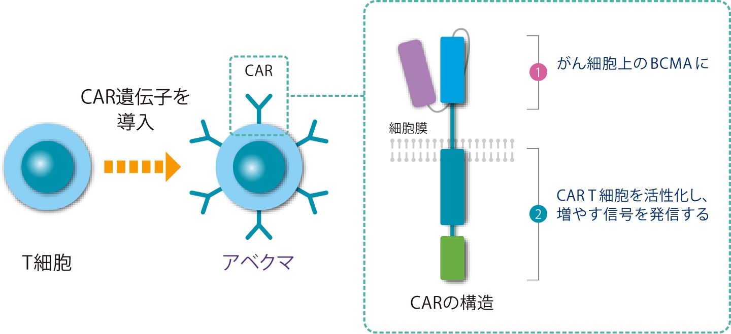 CAR遺伝子を導入 ①がん細胞上のBCMAに ②CAR T細胞を活性化し、増やす信号を発信する